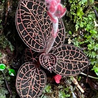 Anoectochilus regalis Blume